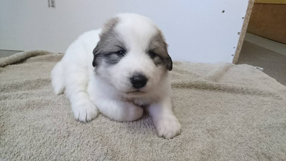 De La Roche De Lans-sil - Chien de Montagne des Pyrenees - Portée née le 22/04/2017